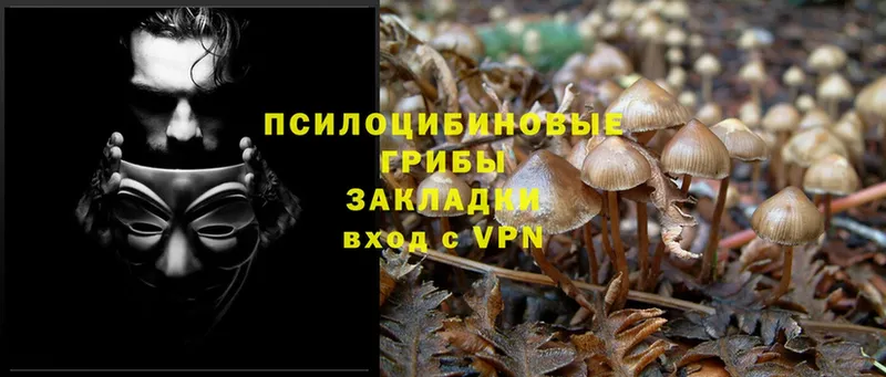 наркота  Белая Калитва  blacksprut зеркало  Галлюциногенные грибы Psilocybe 